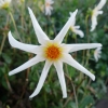 Picture of Honka White