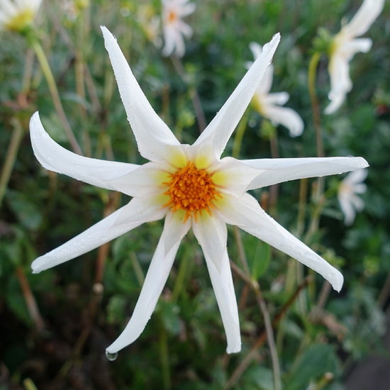 Picture of Honka White
