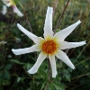 Picture of Honka White