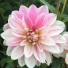 Picture of Pink Skin