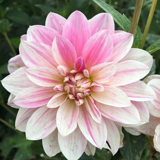 Picture of Pink Skin