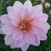 Picture of Pink Skin
