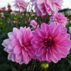 Picture of Pink Skin