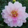 Picture of Pink Skin