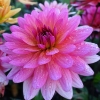 Picture of Karma Fuchsiana
