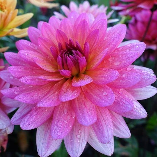 Picture of Karma Fuchsiana
