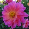 Picture of Karma Fuchsiana