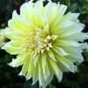Picture of Hollyhill Lemon Ice