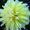 Picture of Hollyhill Lemon Ice