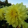 Picture of Hollyhill Lemon Ice