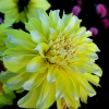 Picture of Hollyhill Lemon Ice