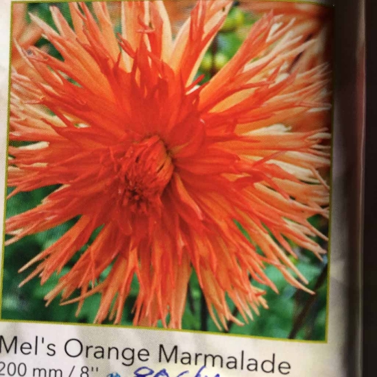 Bild på Mel's Orange Marmalade