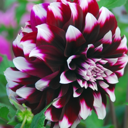 Picture of Contraste