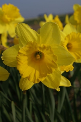Picture of Narcis Trompet Yellow (12st)