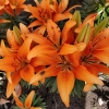 Picture of Tiny Invader