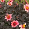Bild på Dahlegria Tricolore
