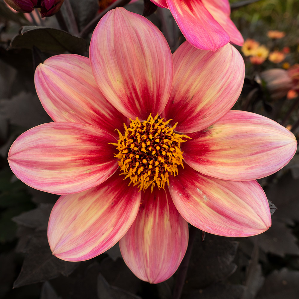 Dahlegria Tricolore