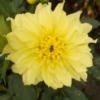 Picture of Hollyhill Lemon Ice