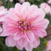 Picture of Pink Skin