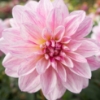 Picture of Pink Skin
