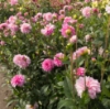 Picture of Pink Skin