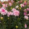 Picture of Pink Skin