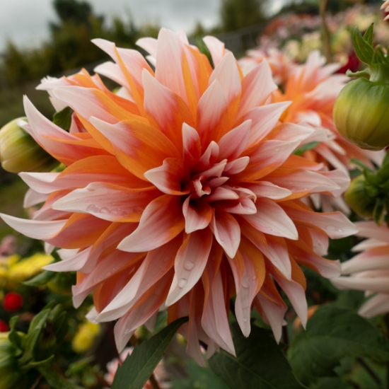 Bild på Hans Auinger