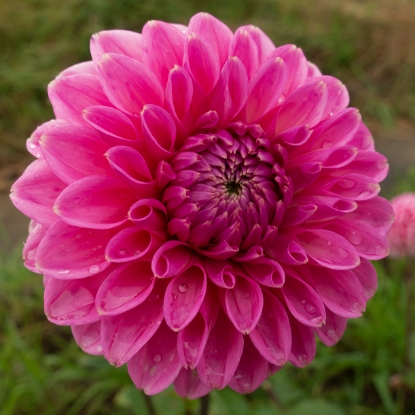 Picture of Sandra (Pink Sylvia)