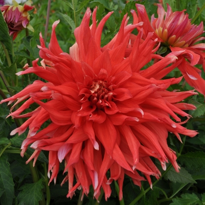 Bild på Hollyhill ClydesDale