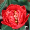 Picture of Tulip Abba