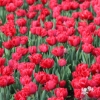 Picture of Red Foxtrot (7st)