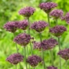Picture of Vinlök 'Atropurpureum' (10st)