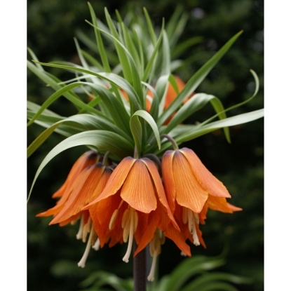 Picture of Imperialis Rubra Maxima (1st)