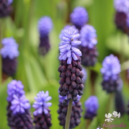 Picture for category Muscari