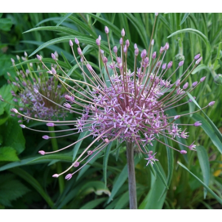 Picture for category Allium