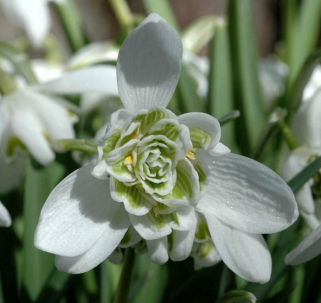 Picture for category Galanthus
