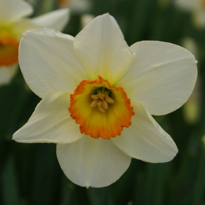 Picture of Flower Record (6st)