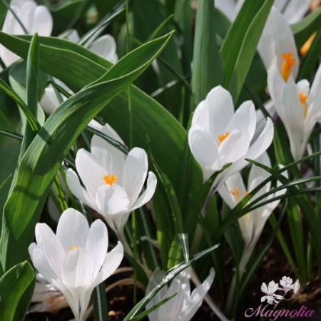 Picture for category Crocus