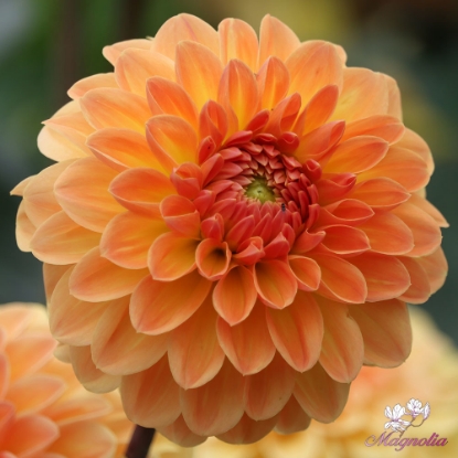 Picture of Blyton Softer Gleam