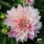 Picture of Café au Lait Twist