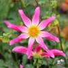 Picture of Honka Pink