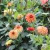 Picture of Irish Pinwheel