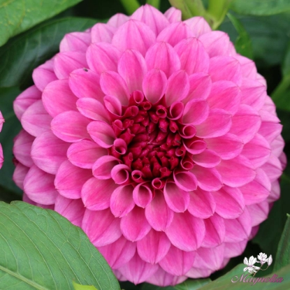 Bild på Jowey Veronique