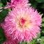Picture of Pinelands Princess