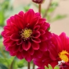 Picture of Purple Bouquet