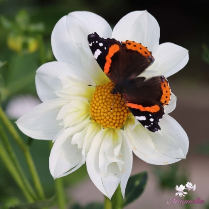 Picture of Twyning's White Chocolate