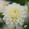 Picture of White Aster