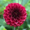 Picture of Pallada