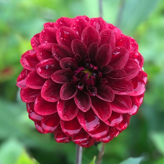 Picture of Pallada