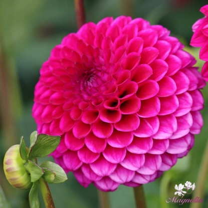 Picture of Addison June